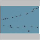 Grus grus - Kranich 10.jpg